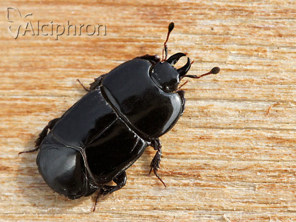 Hololepta plana