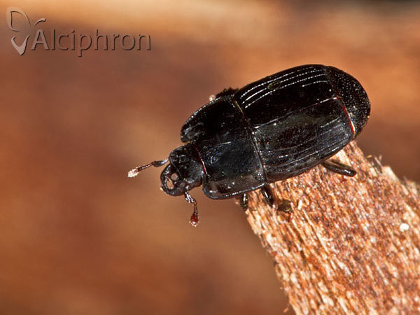 Platysoma compressum