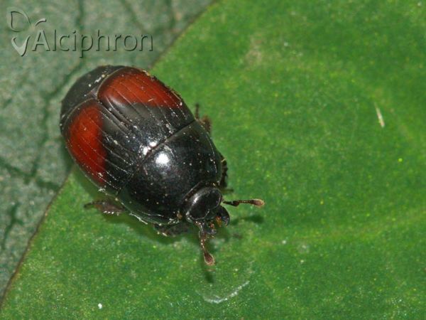 Atholus bimaculatus