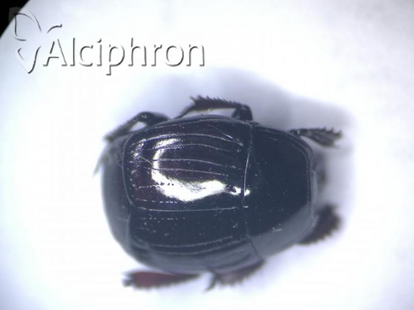 Atholus duodecimstriatus