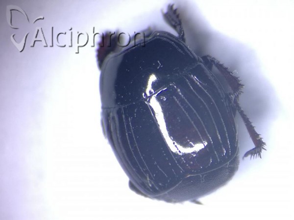 Atholus duodecimstriatus
