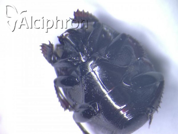 Atholus duodecimstriatus