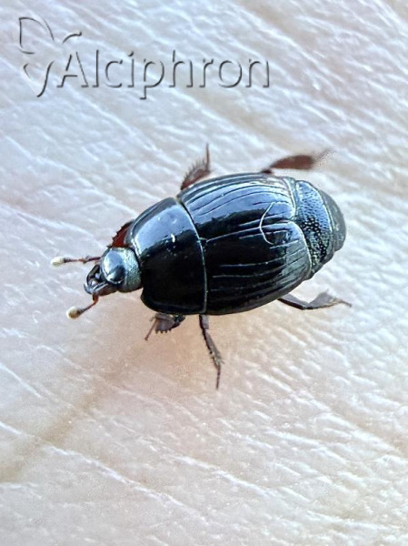 Atholus corvinus