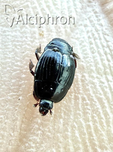 Atholus corvinus
