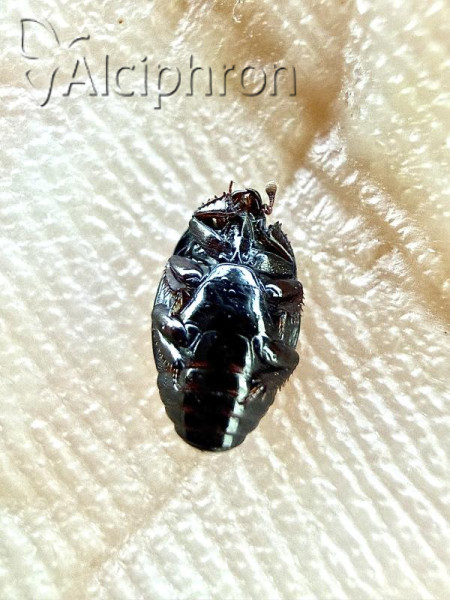 Atholus corvinus
