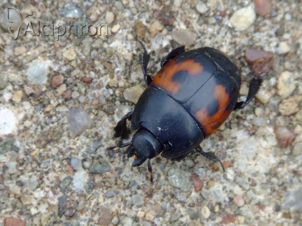 Hister quadrimaculatus