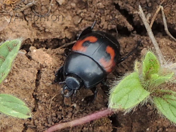 Hister quadrimaculatus