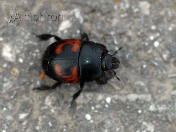 Hister quadrimaculatus