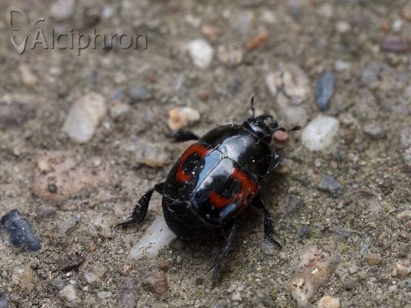 Hister quadrimaculatus