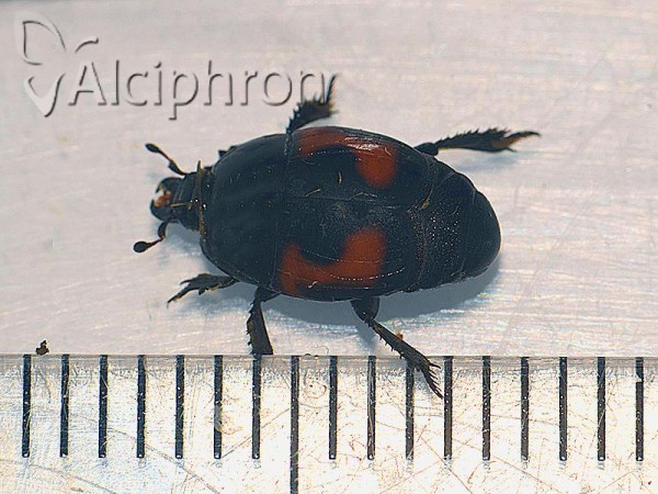 Hister quadrinotatus