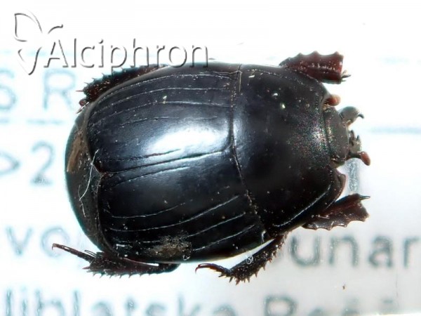 Hister sepulchralis