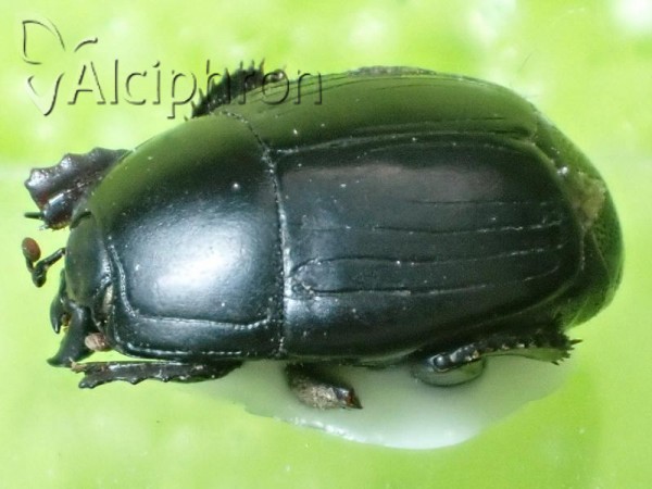 Hister sepulchralis