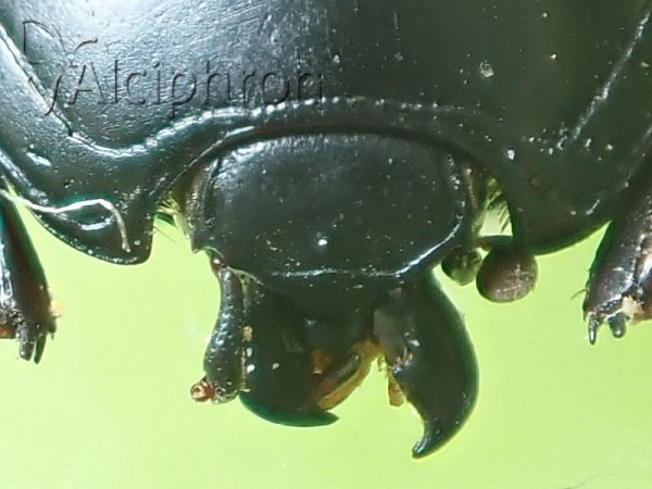 Hister sepulchralis