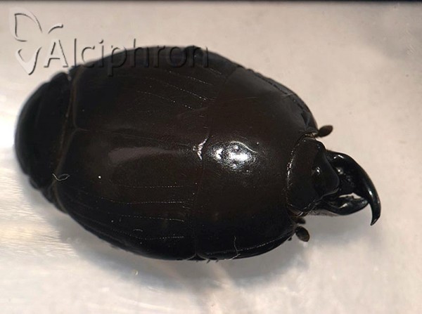 Pachylister inaequalis