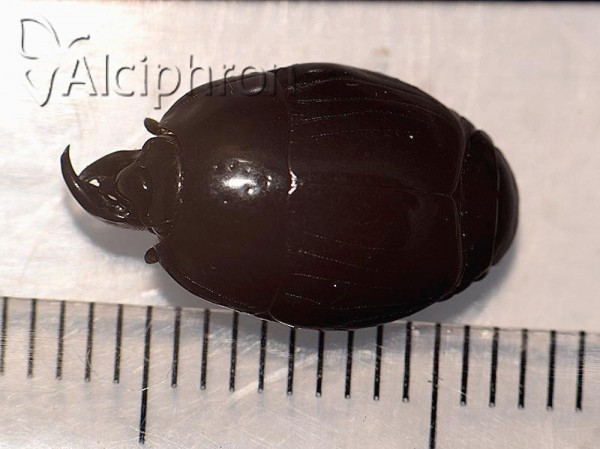Pachylister inaequalis