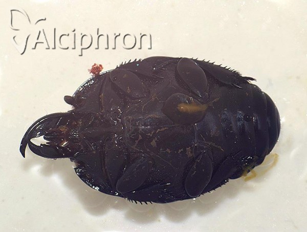 Pachylister inaequalis