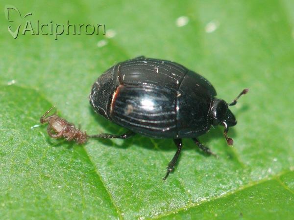 Margarinotus brunneus
