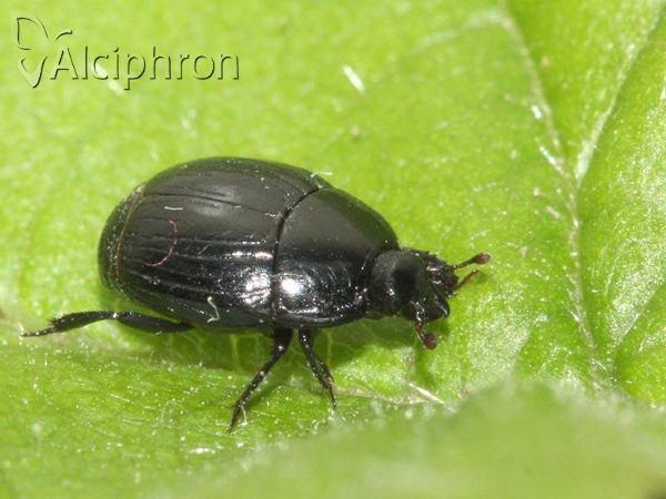 Margarinotus brunneus