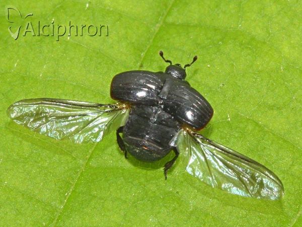 Margarinotus brunneus