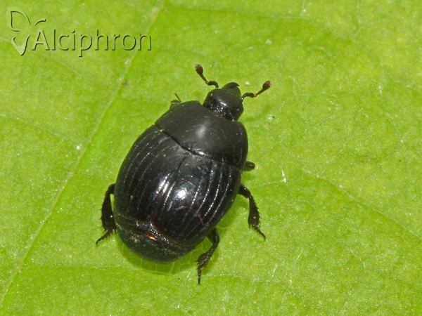 Margarinotus brunneus