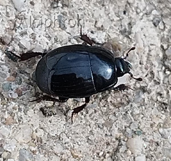 Margarinotus obscurus