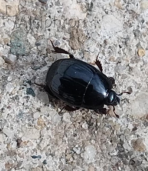 Margarinotus obscurus