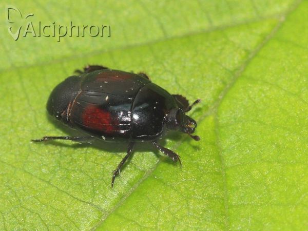 Margarinotus purpurascens
