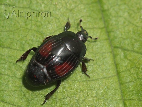 Margarinotus purpurascens