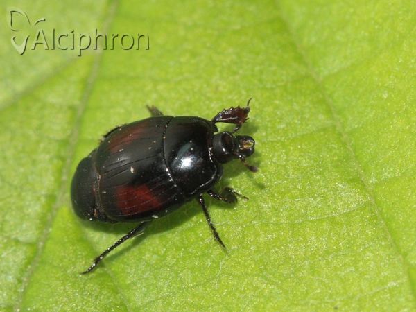 Margarinotus purpurascens