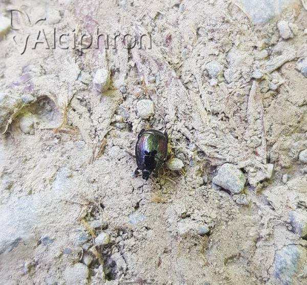 Margarinotus purpurascens