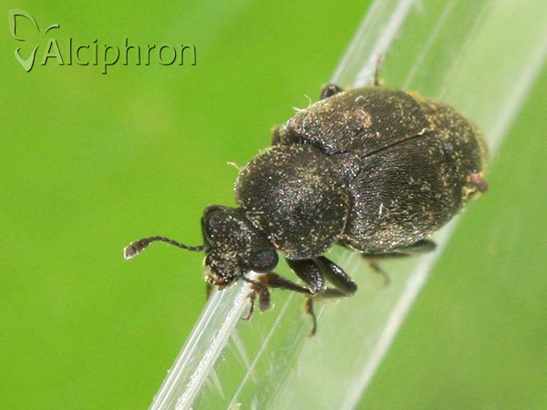 Brachyleptus quadratus