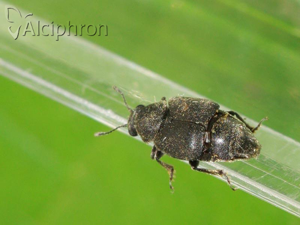 Brachyleptus quadratus