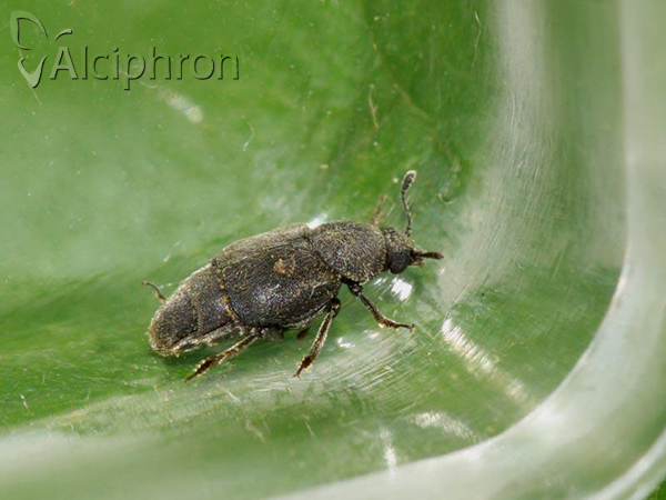 Brachyleptus quadratus