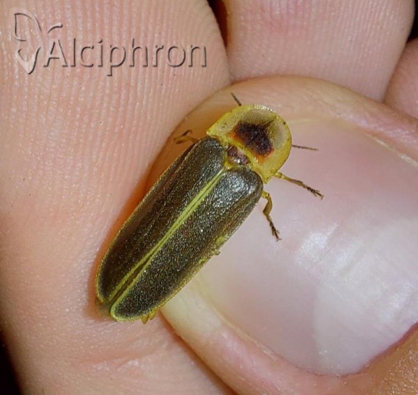 Nyctophila reichii