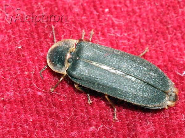 Lampyris noctiluca