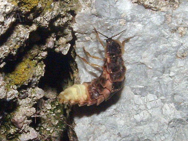 Lampyris noctiluca