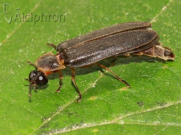 Lampyris noctiluca