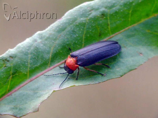 Luciola lusitanica
