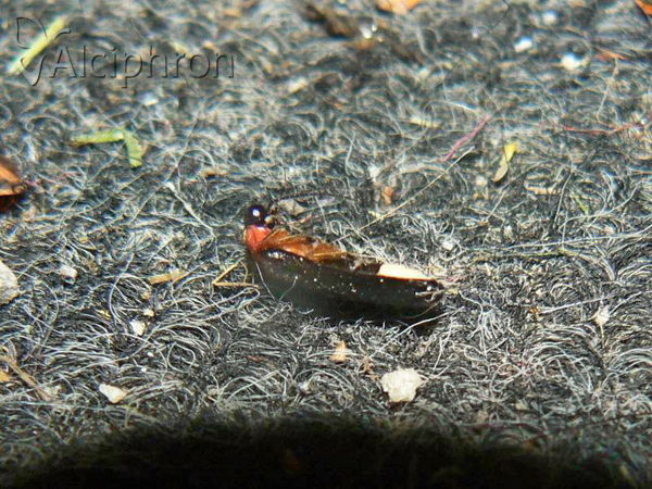 Luciola lusitanica