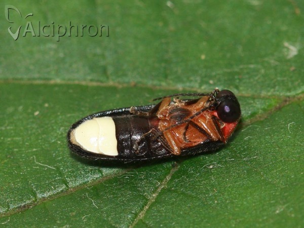 Luciola lusitanica