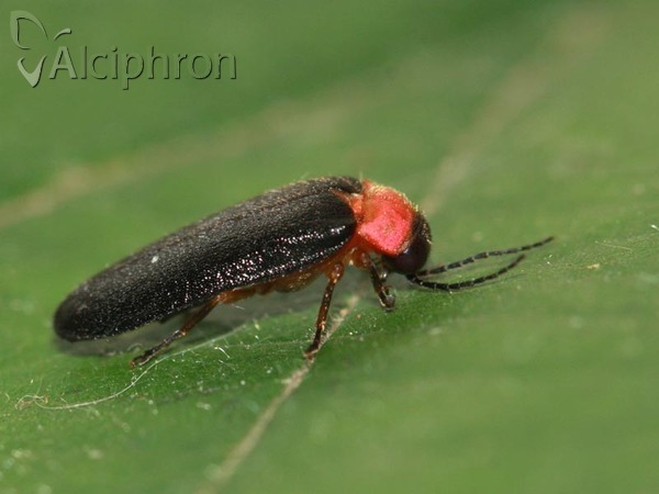 Luciola lusitanica
