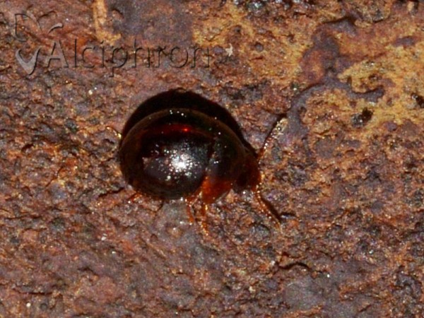 Agathidium badium
