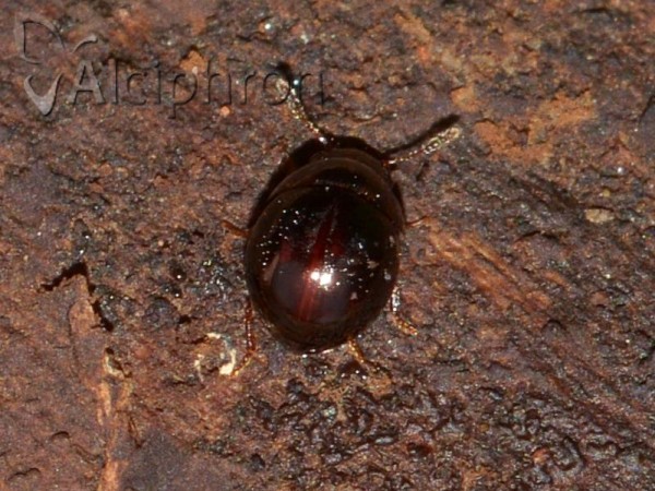 Agathidium badium