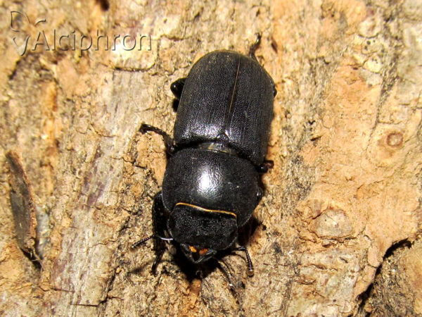 Dorcus parallelipipedus