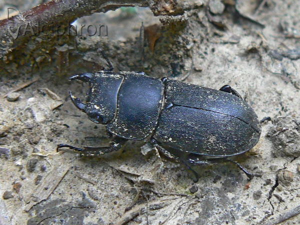 Dorcus parallelipipedus
