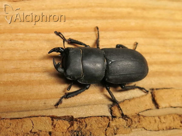 Dorcus parallelipipedus