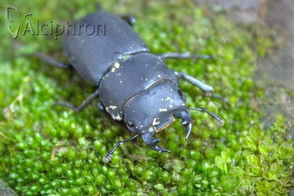 Dorcus parallelipipedus