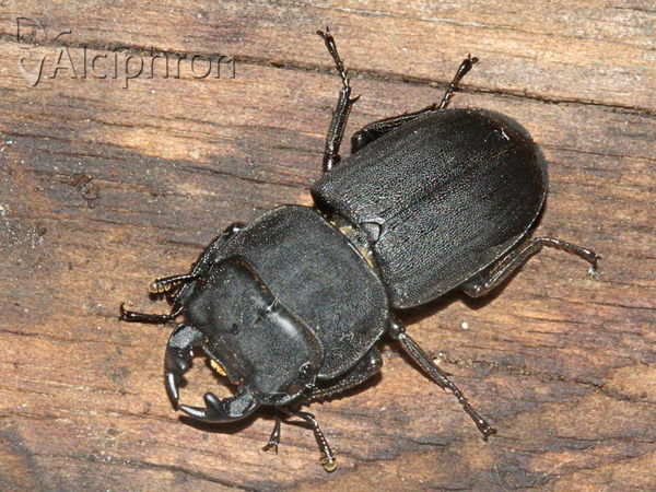 Dorcus parallelipipedus