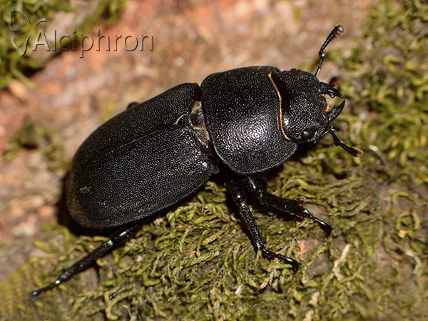 Dorcus parallelipipedus