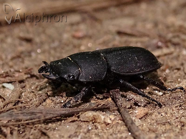 Dorcus parallelipipedus